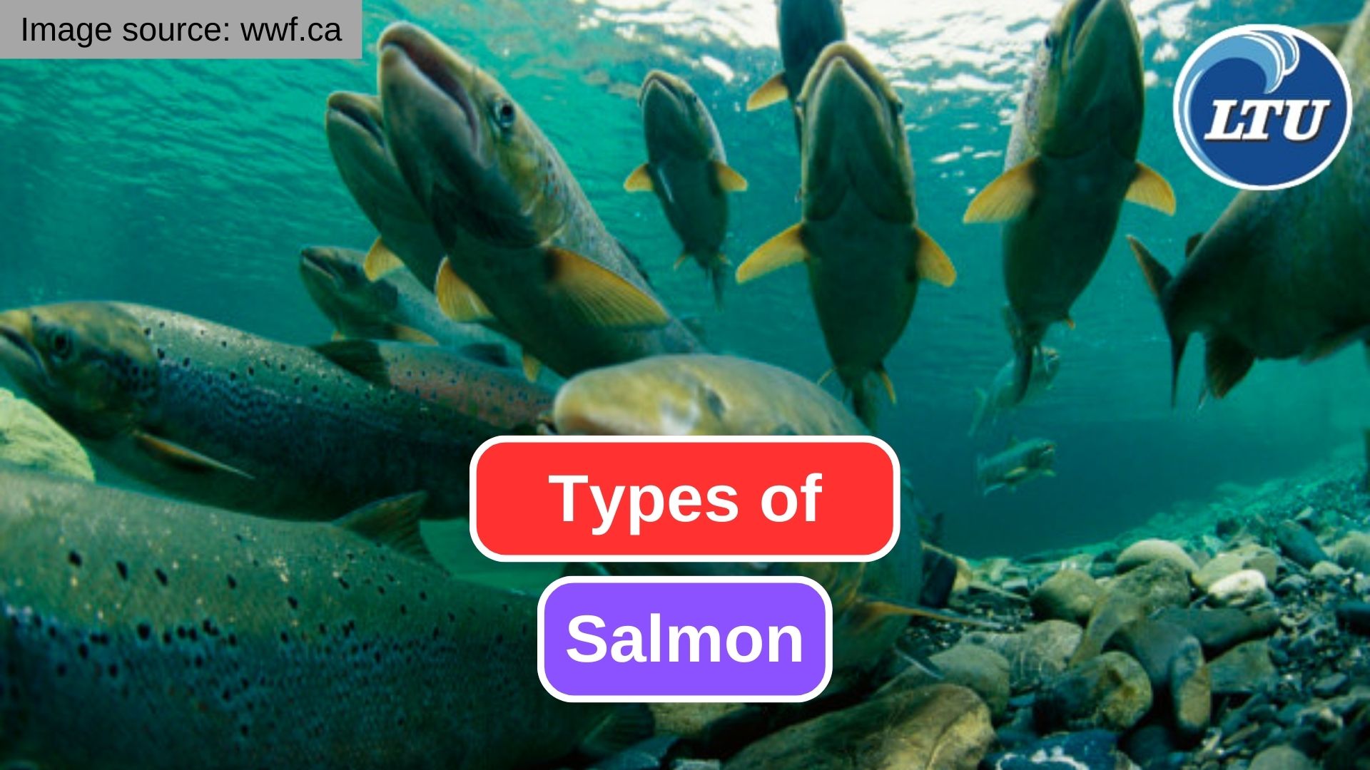 A Comparative Look at the Some Species of Salmon
